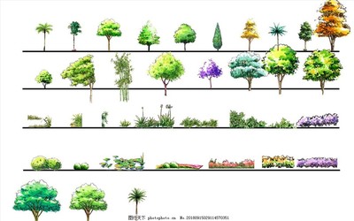 园林植物分层彩图图片